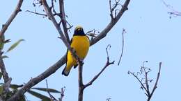 Image of scrub euphonia