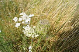 Image of Queen Anne's lace