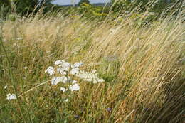 Image of Queen Anne's lace