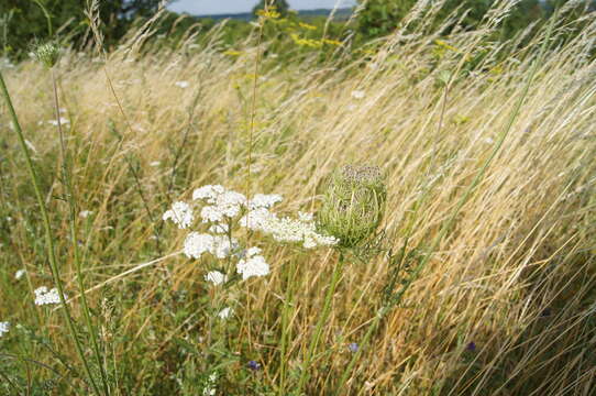 Image of Queen Anne's lace