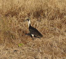 Sivun Threskiornis spinicollis (Jameson 1835) kuva