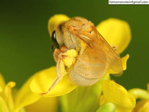 Image of Halictus pseudovestitus Blüthgen 1925