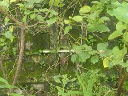 Image of Nepal pitviper