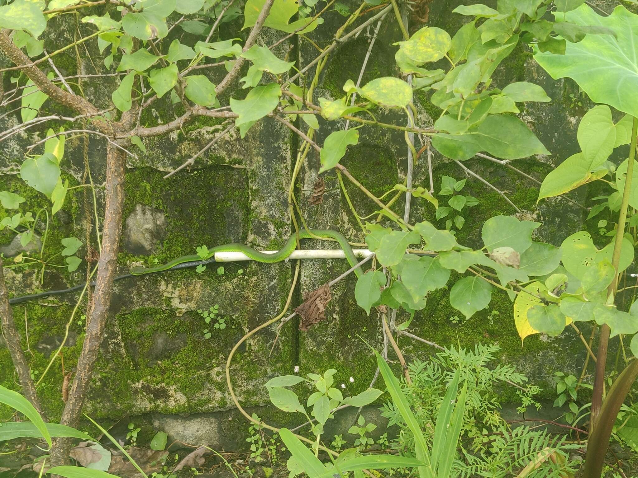 Image of Nepal pitviper