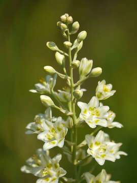 Image of Anticlea elegans subsp. elegans