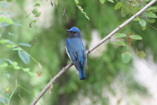 Image of Cyanoptila cyanomelana intermedia (Weigold 1922)