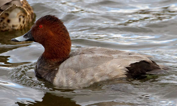 Image of pochard, common pochard