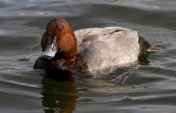 Image of pochard, common pochard