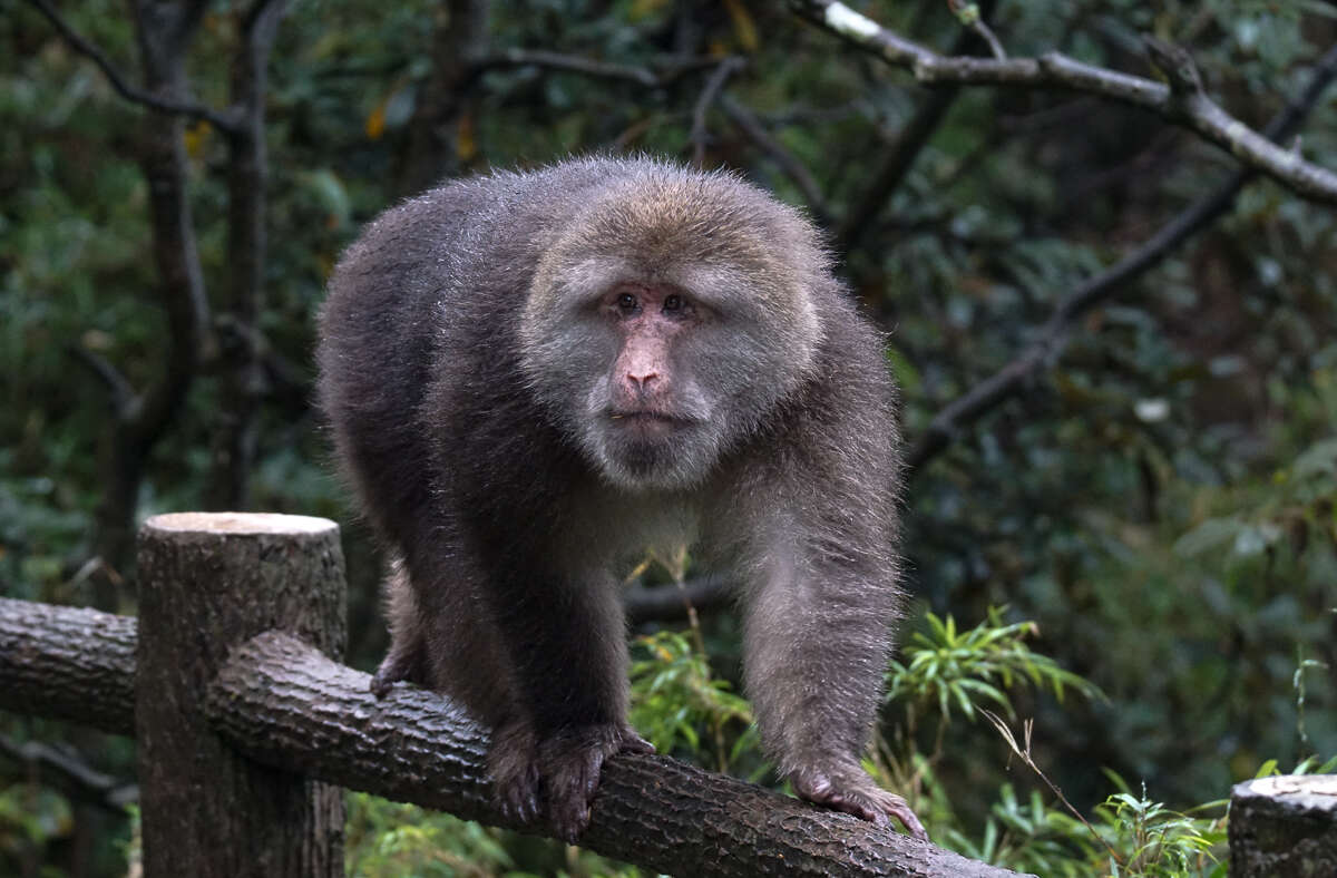 Image of Milne-Edwards’s Macaque