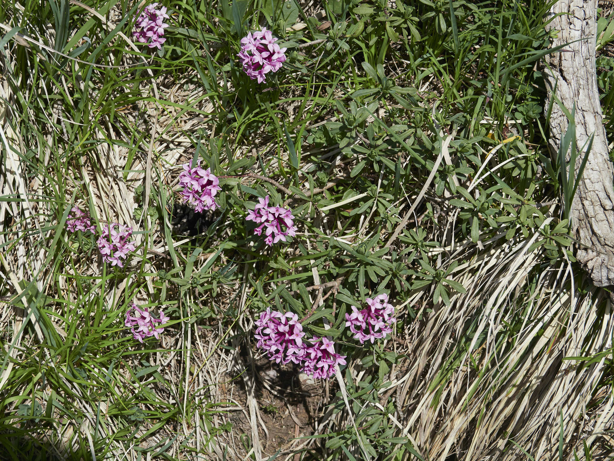 Image of striated daphne