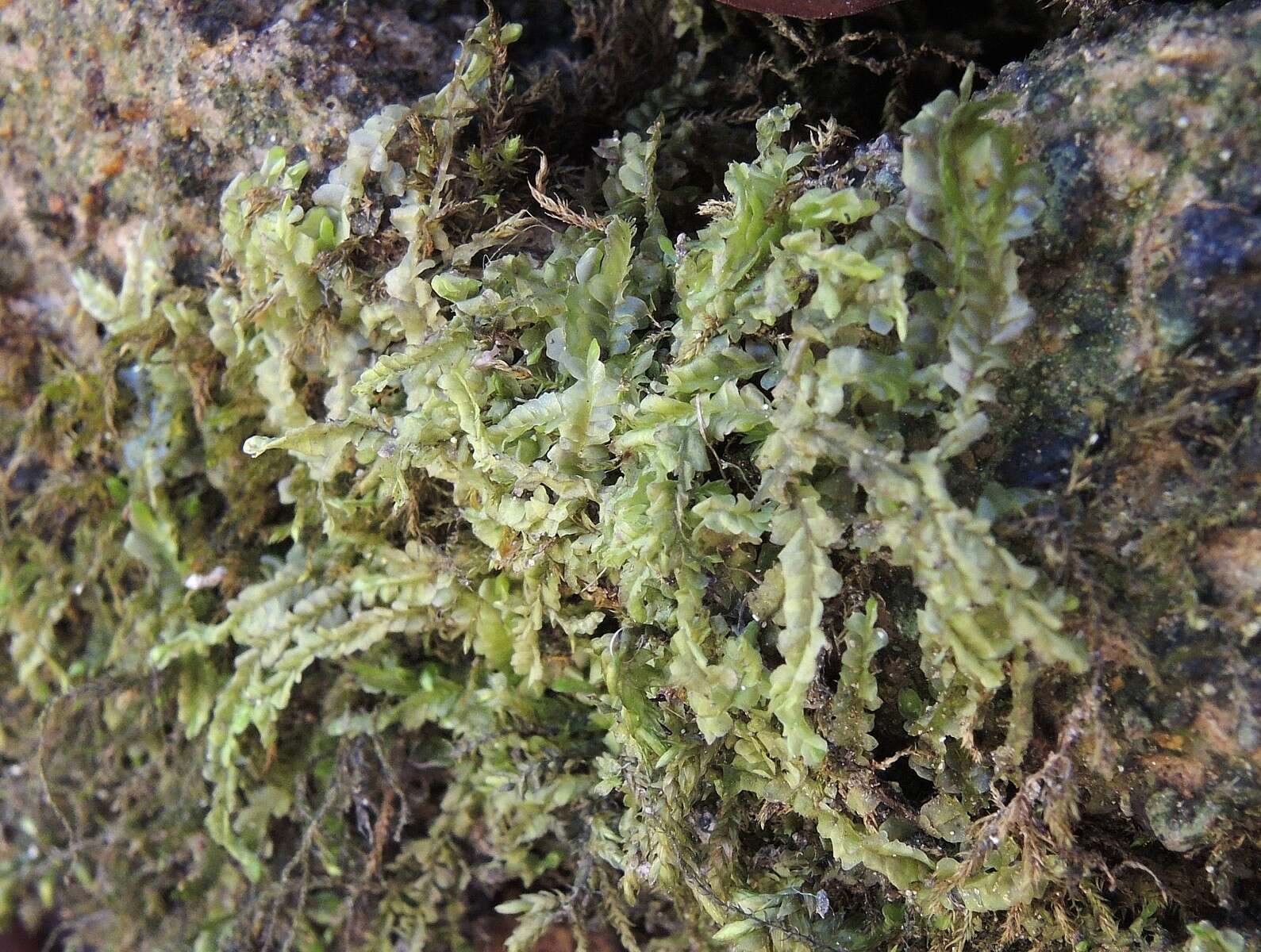 Image of Pale Liverwort