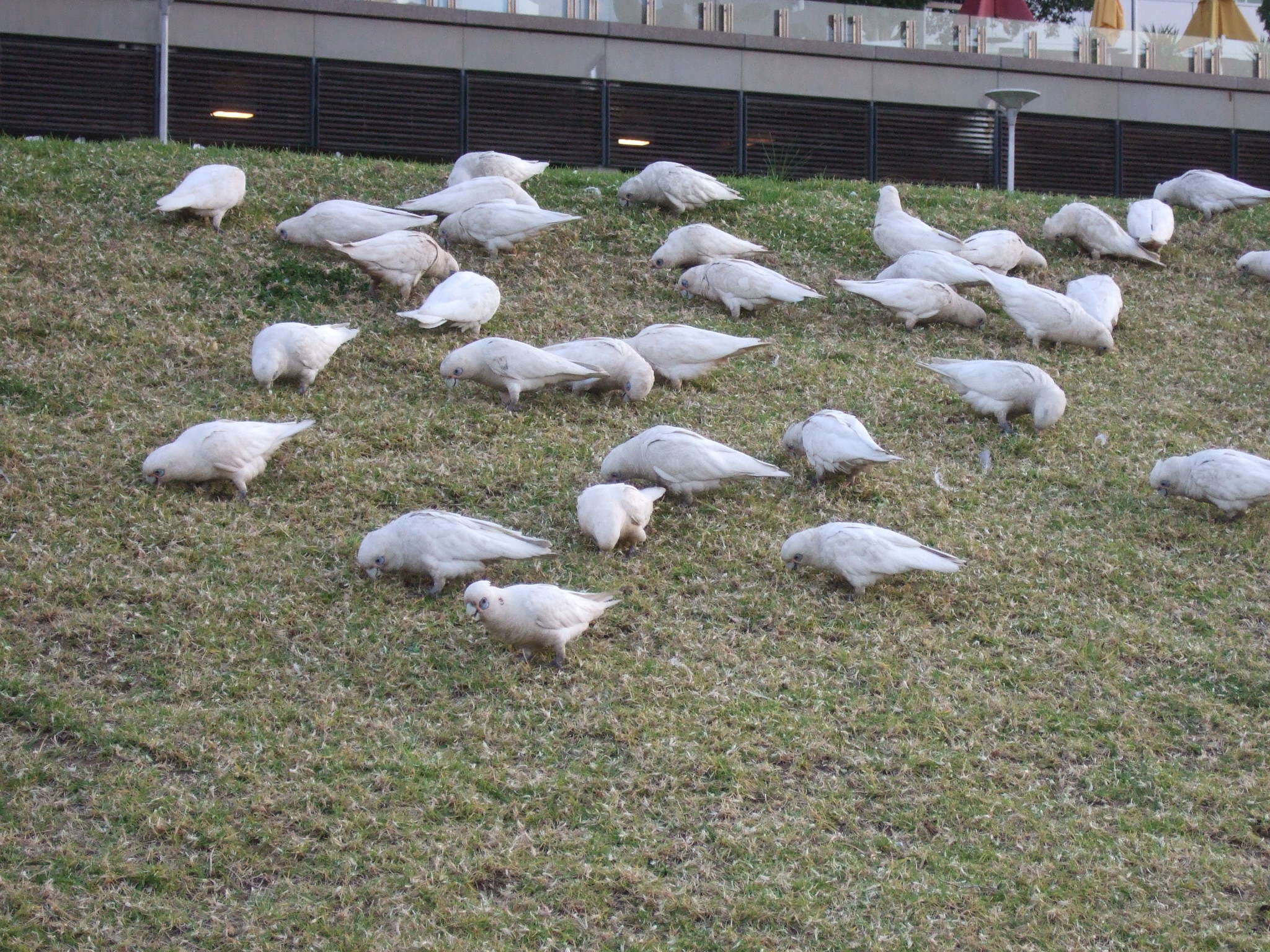 Image of Little Corella