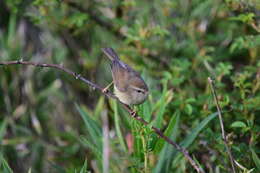 Image of Yellow-bellied Bush Warbler