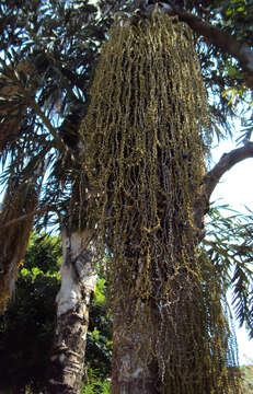 Image of Fishtail Palm