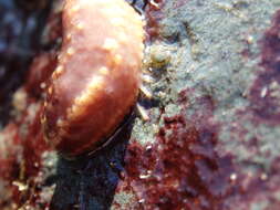 Image of Orange-footed sea cucumber