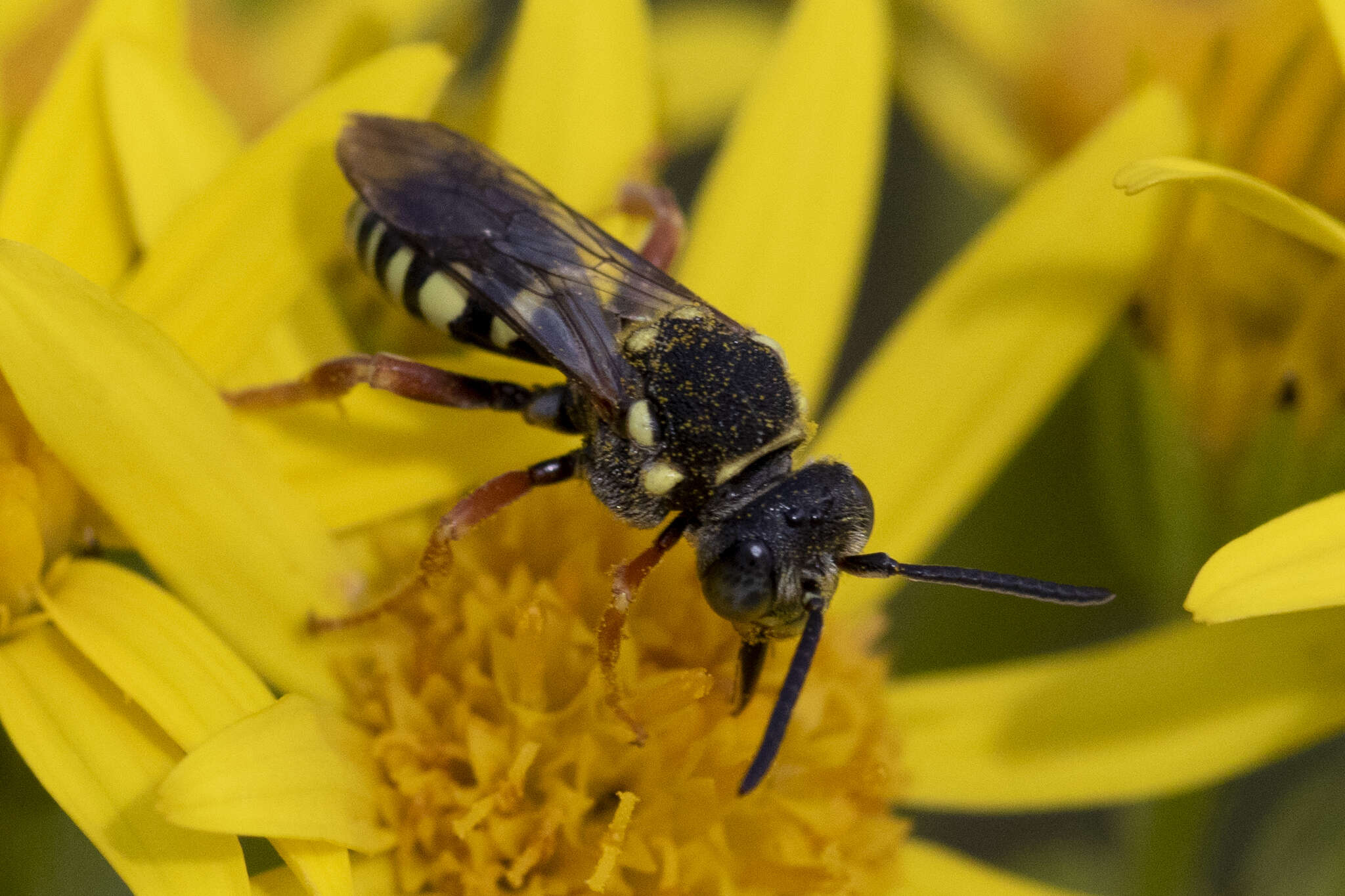 Image of Nomada flavopicta (Kirby 1802)