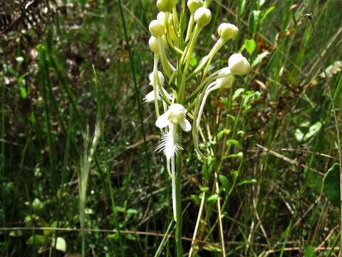 Image de Platanthera blephariglottis var. conspicua (Nash) Luer