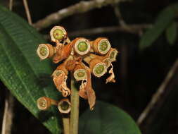 Meriania tomentosa (Cogn.) J. J. Wurdack resmi