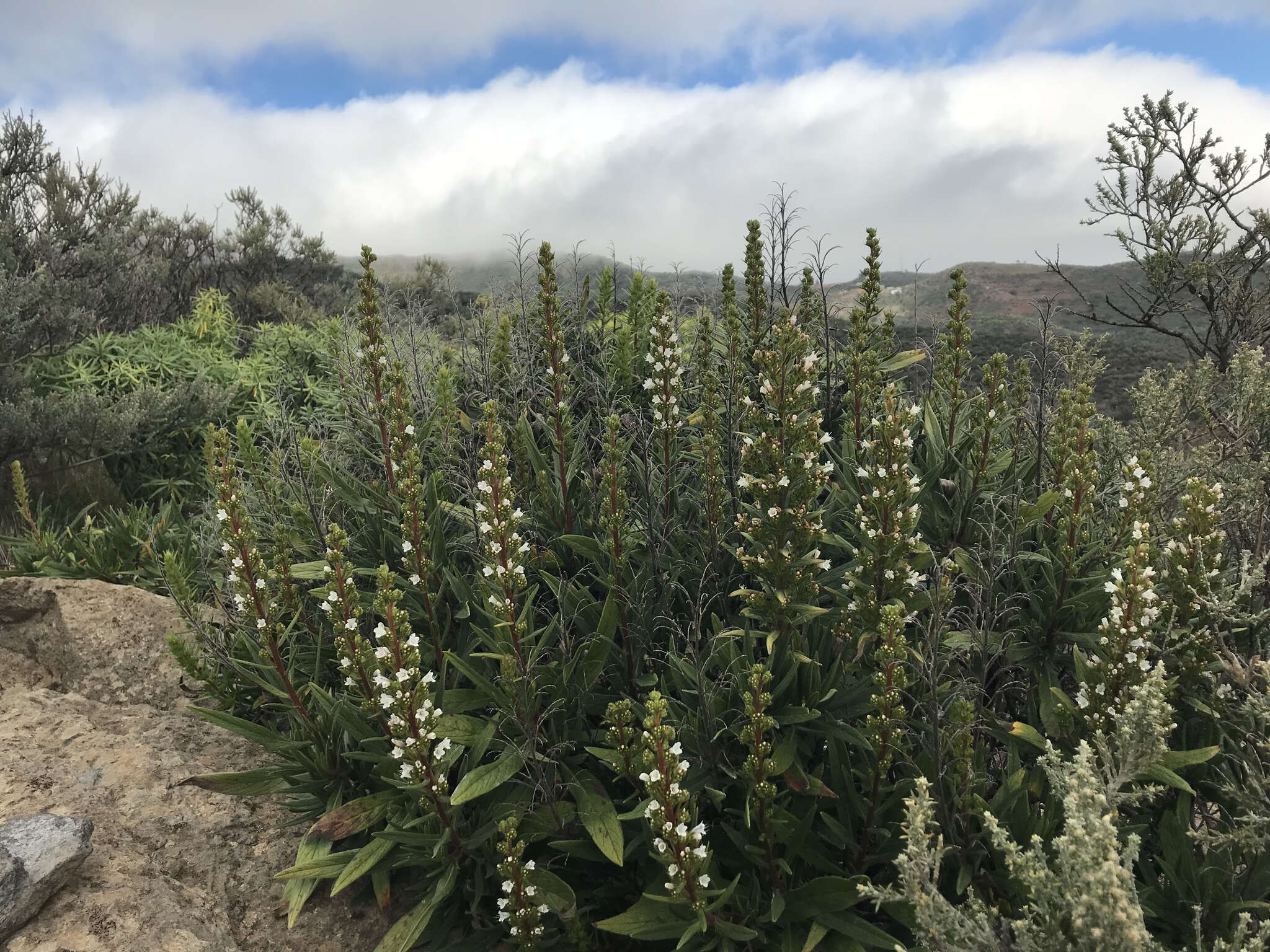 Echium onosmifolium Webb & Berth.的圖片