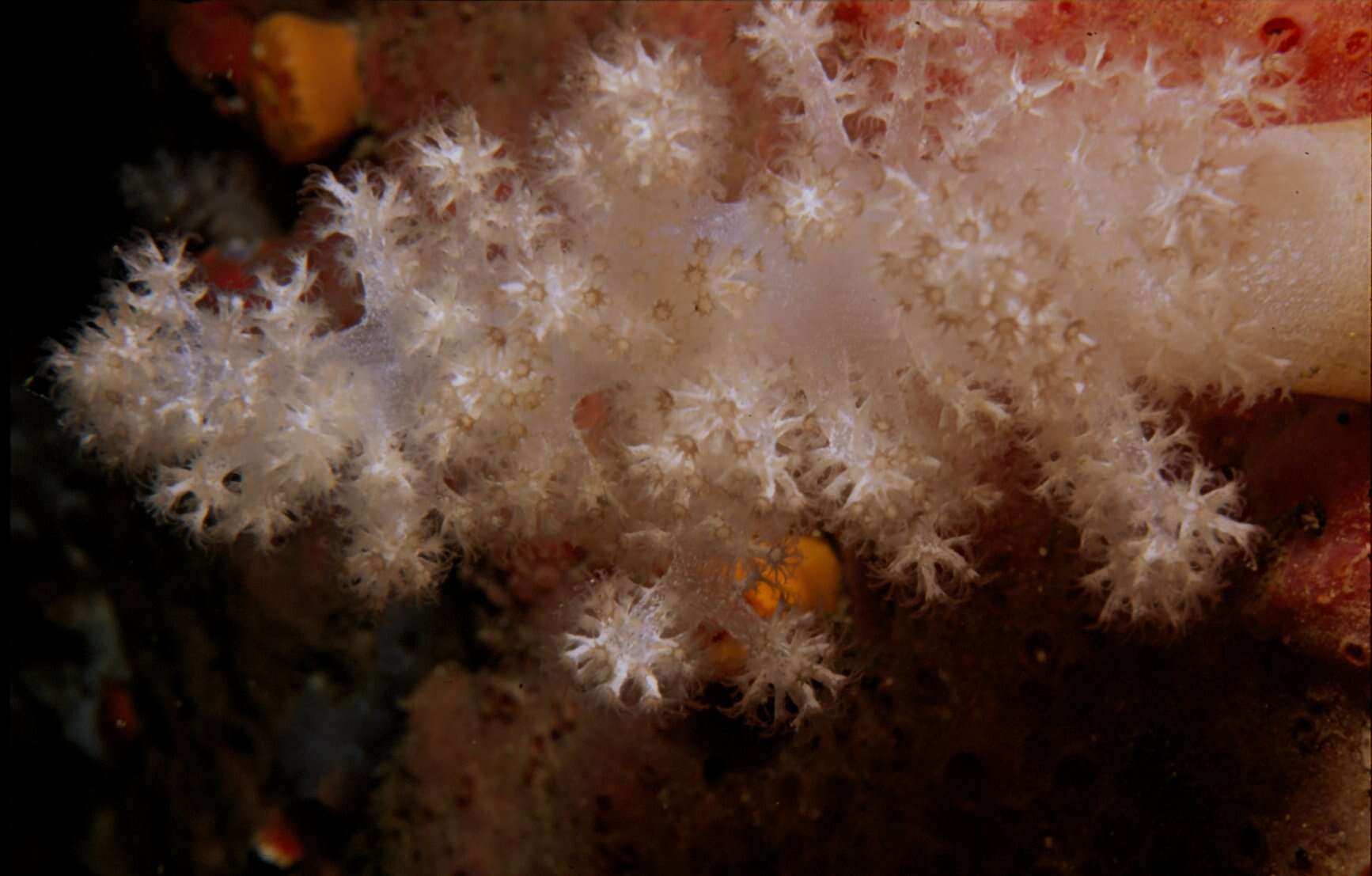Image of Sea raspberry