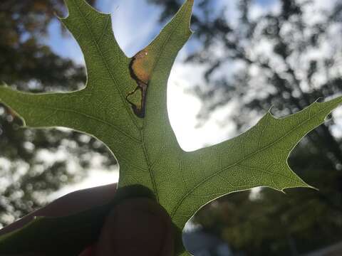 Image of Stigmella nigriverticella (Chambers 1875) Newton et al. 1982