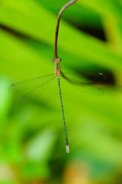 Plancia ëd Lestes dryas Kirby 1890