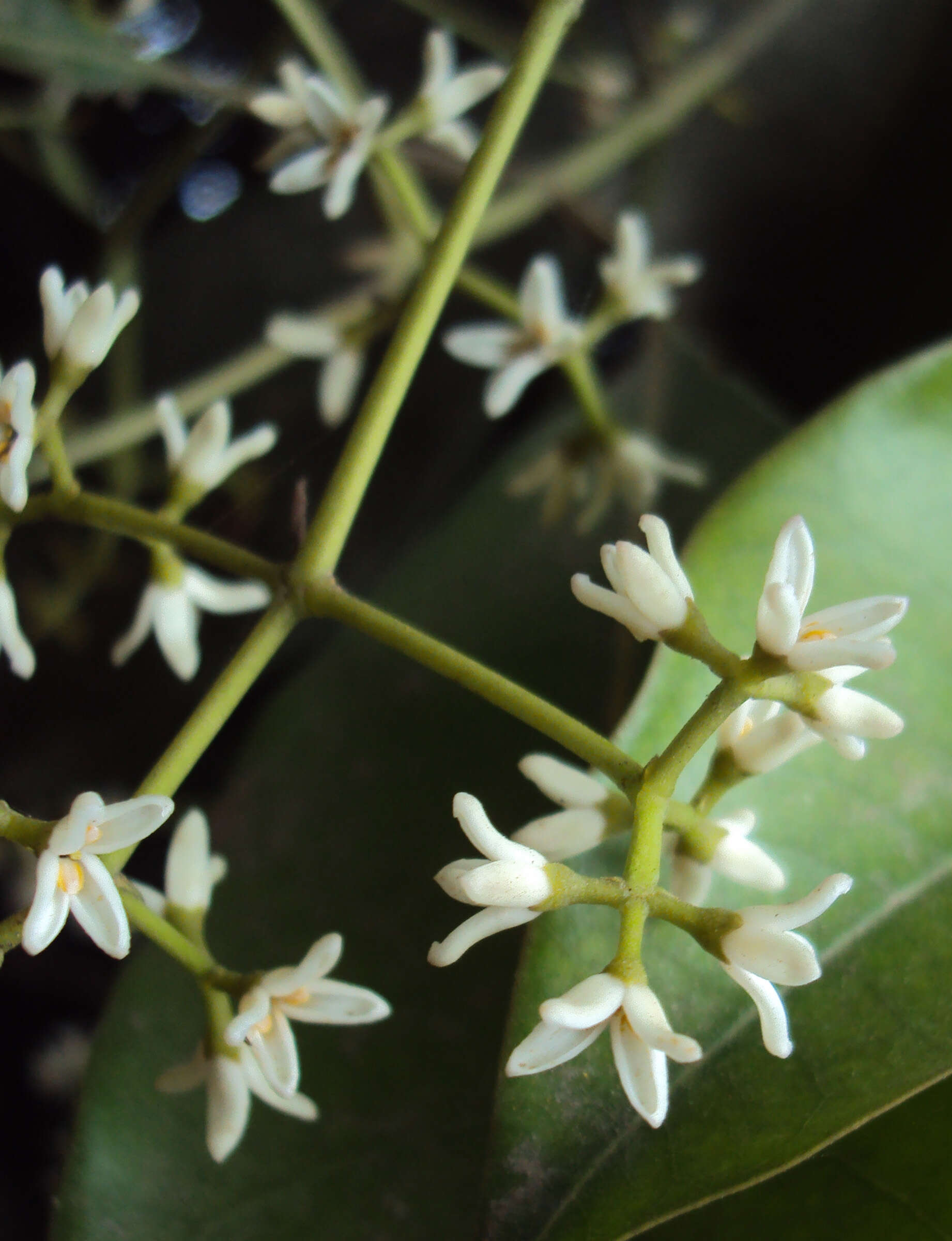 Image of Chionanthus ramiflorus Roxb.