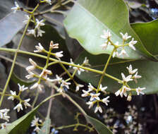 Image of Chionanthus ramiflorus Roxb.