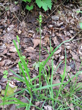 Слика од Carex cephaloidea (Dewey) Dewey ex Boott