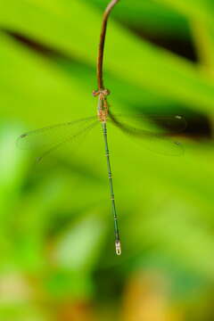 Image of Emerald Spreadwing