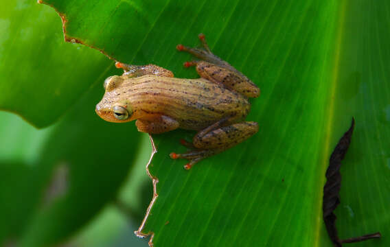 Image of Dendropsophus haraldschultzi (Bokermann 1962)