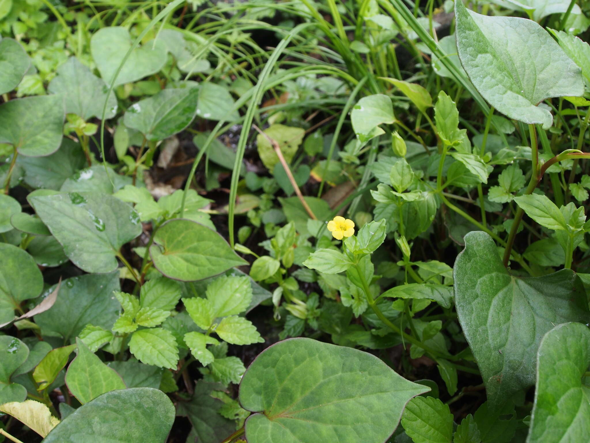 Image of Erythranthe nepalensis (Benth.) G. L. Nesom