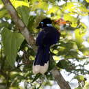 Image of Plush-crested Jay