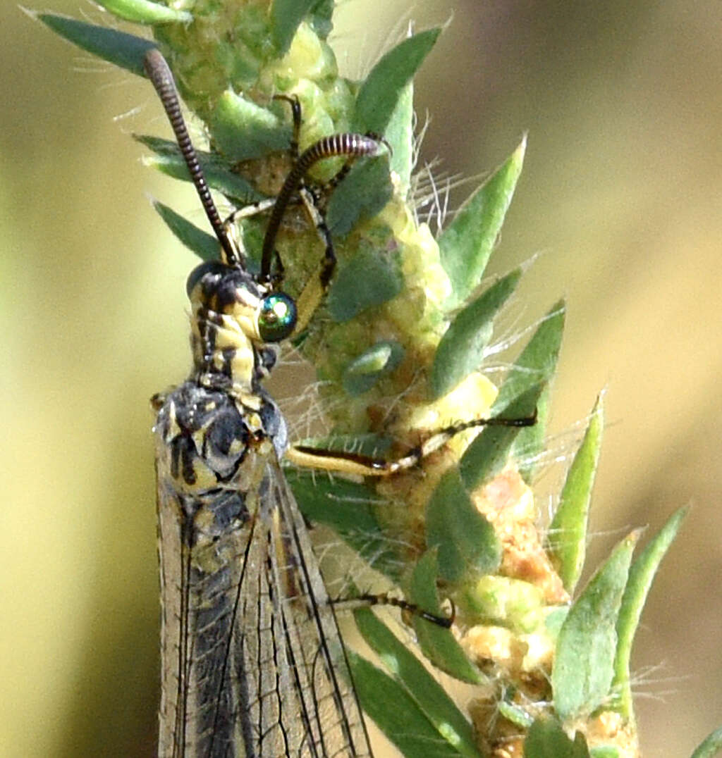 Image of Scotoleon nigrilabris (Hagen 1888)