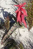 Image of Red Viooltjie