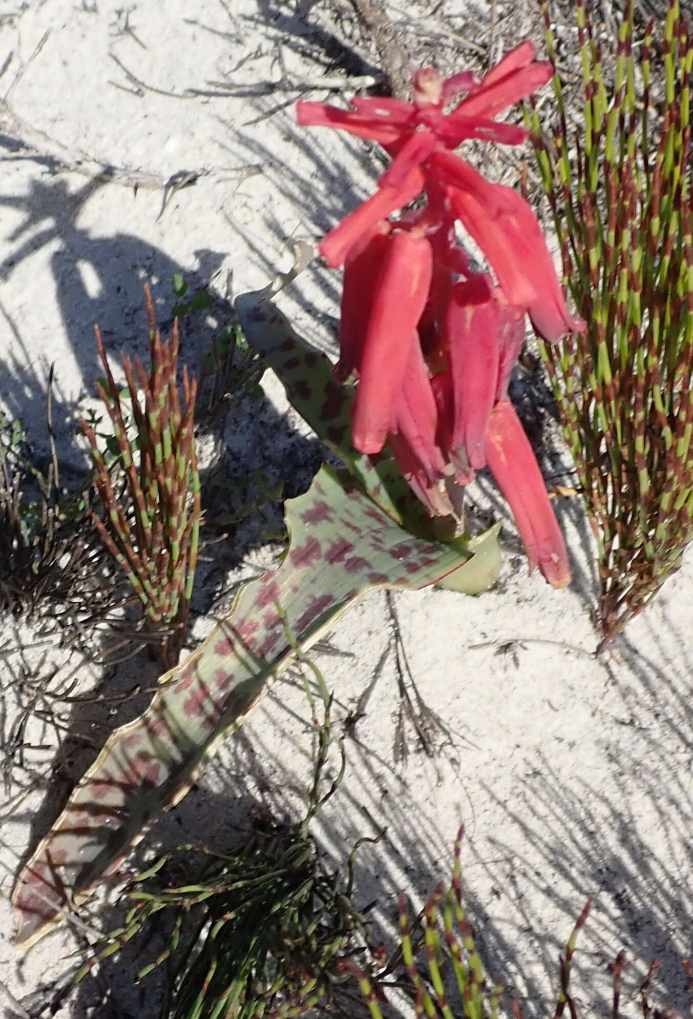 Image of Red Viooltjie
