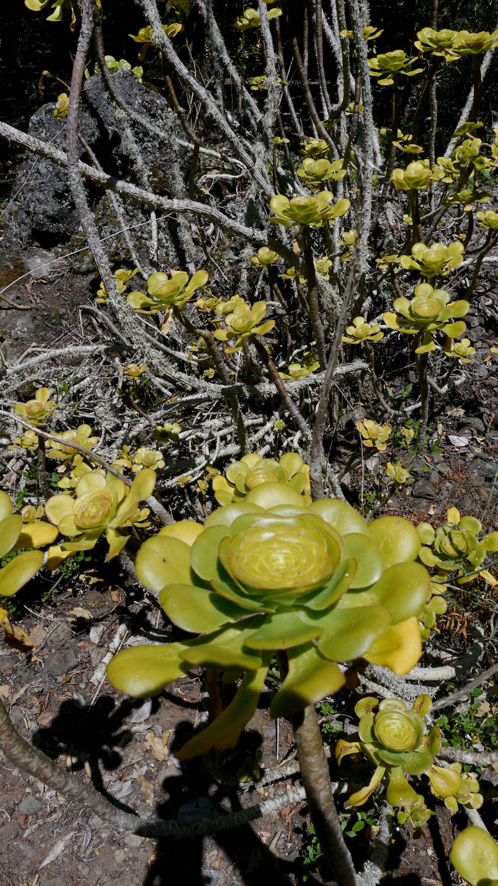 Image of tree aenium