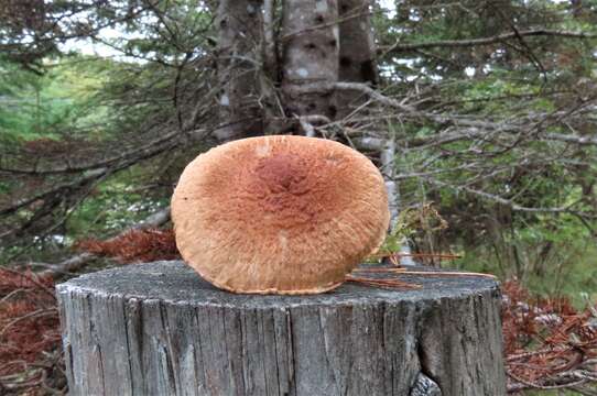 Imagem de Tricholoma vaccinum (Schaeff.) P. Kumm. 1871