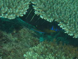 Image of Ear-spot Angelfish