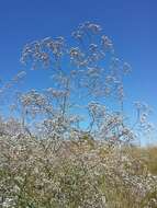 Image de Gypsophila paniculata L.