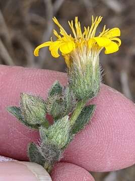 Image of sessileflower false goldenaster