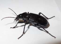 Imagem de Calosoma (Carabosoma) marginale Casey 1897