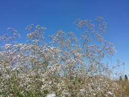 Image de Gypsophila paniculata L.