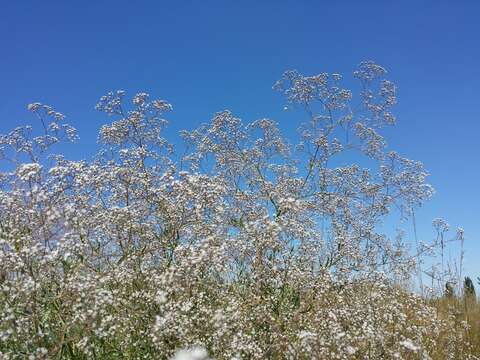 Image de Gypsophila paniculata L.