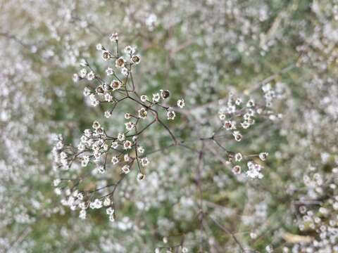 Image of Baby's breath