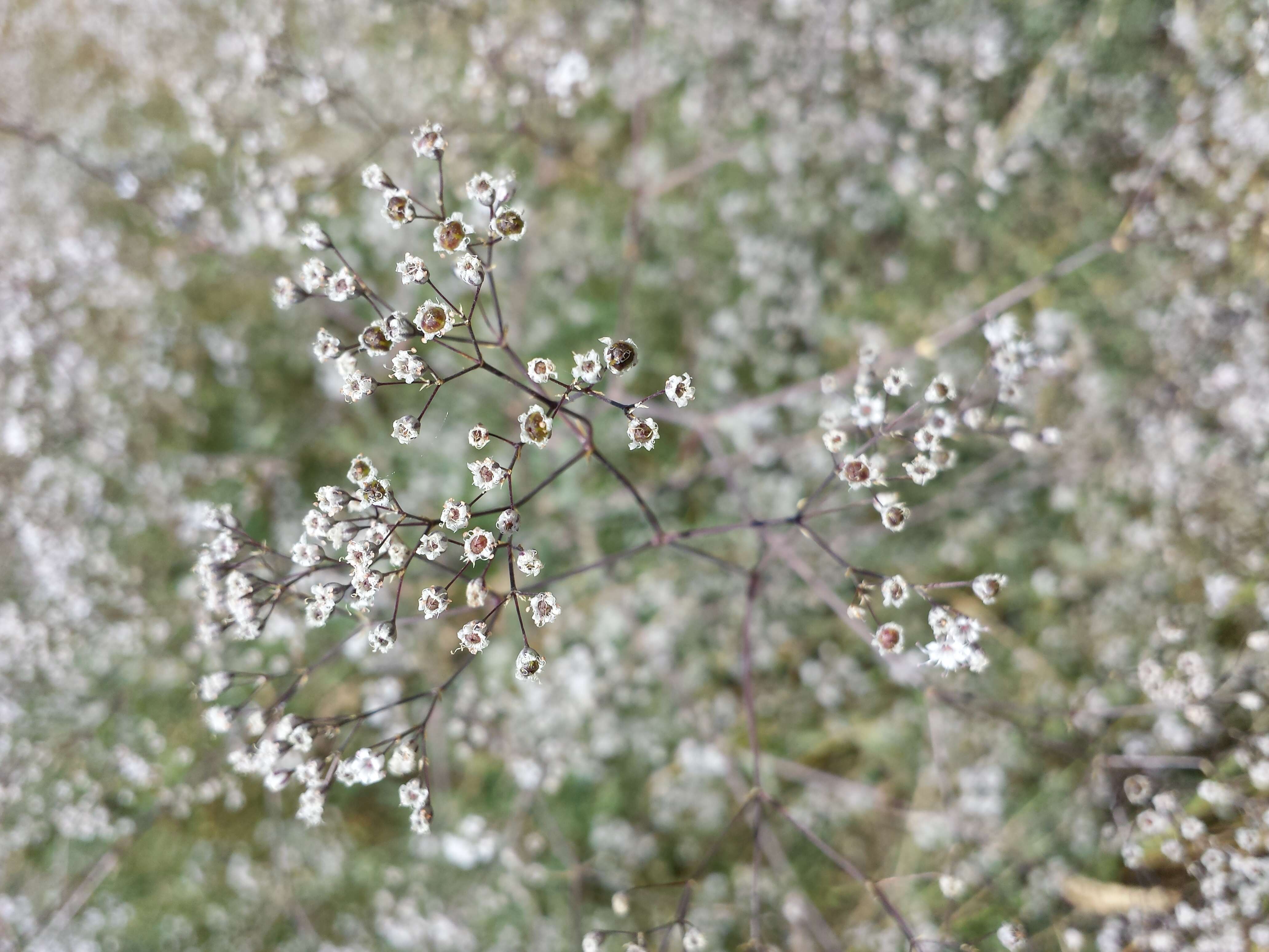 Image de Gypsophila paniculata L.