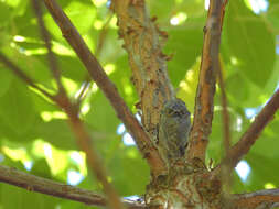 Image of Tibicina garricola Boulard 1983