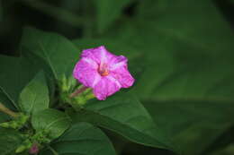 Image of Four o'Clock flower