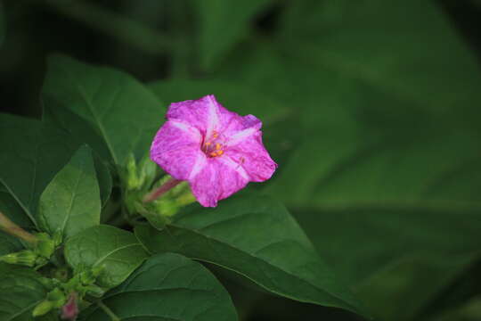 Image of Four o'Clock flower