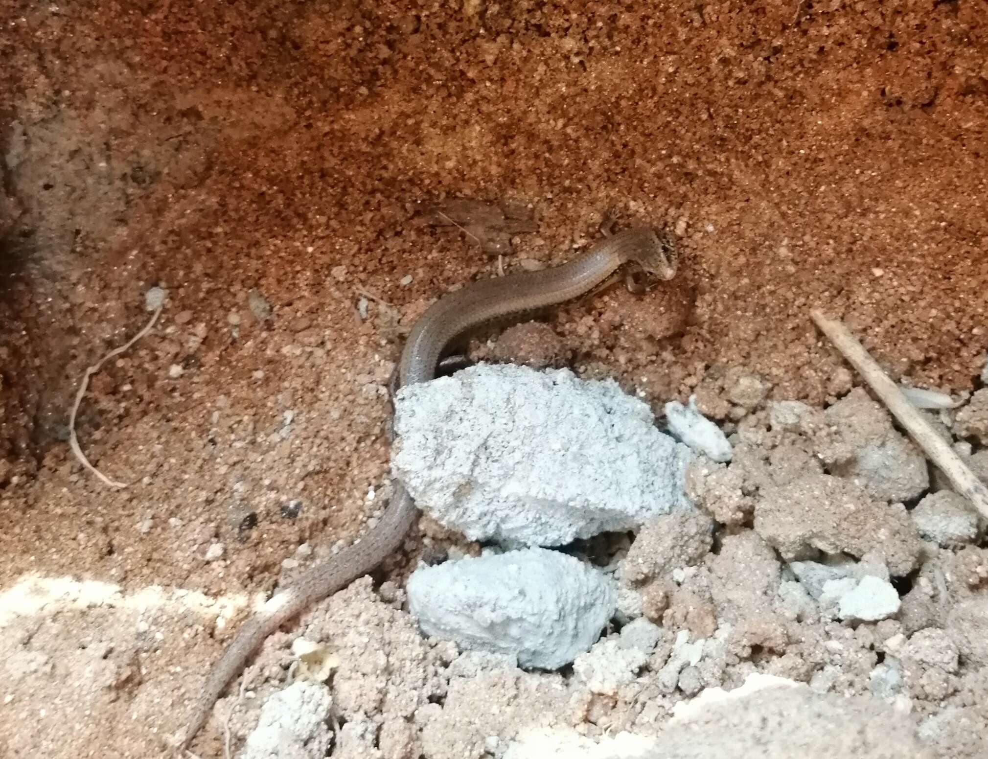 Image of White-spotted Supple Skink